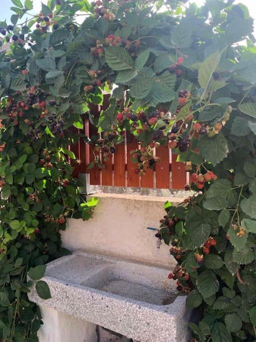 Apartment To Ble Kuenstlersteinhaus Mit Garten Barrierefrei Tirnavos